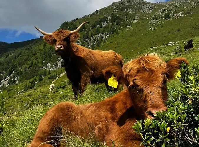 Bed and Breakfast Acherberg Alm Oetz