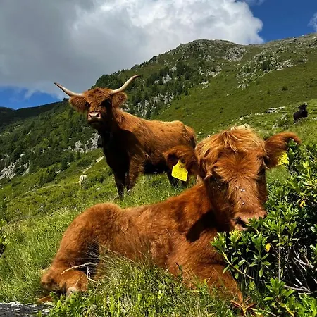 住宿加早餐酒店 Acherberg Alm 厄茨
